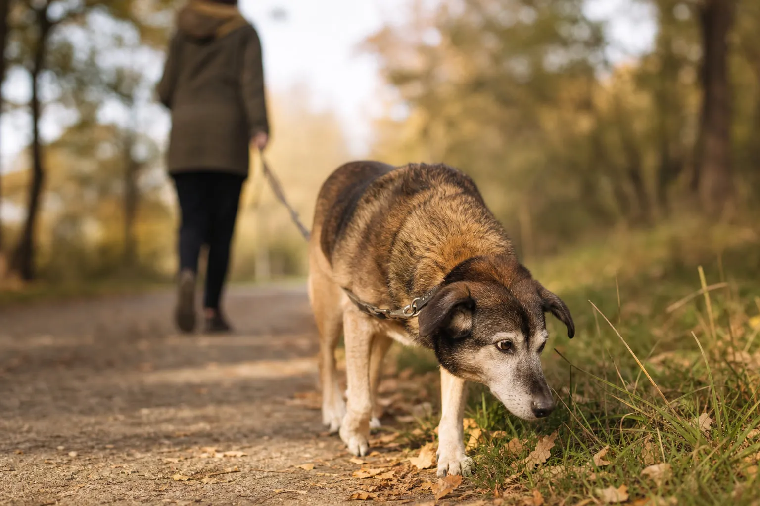 Au petit matin, un chien âgé renifle l’herbe durant une promenade au parc