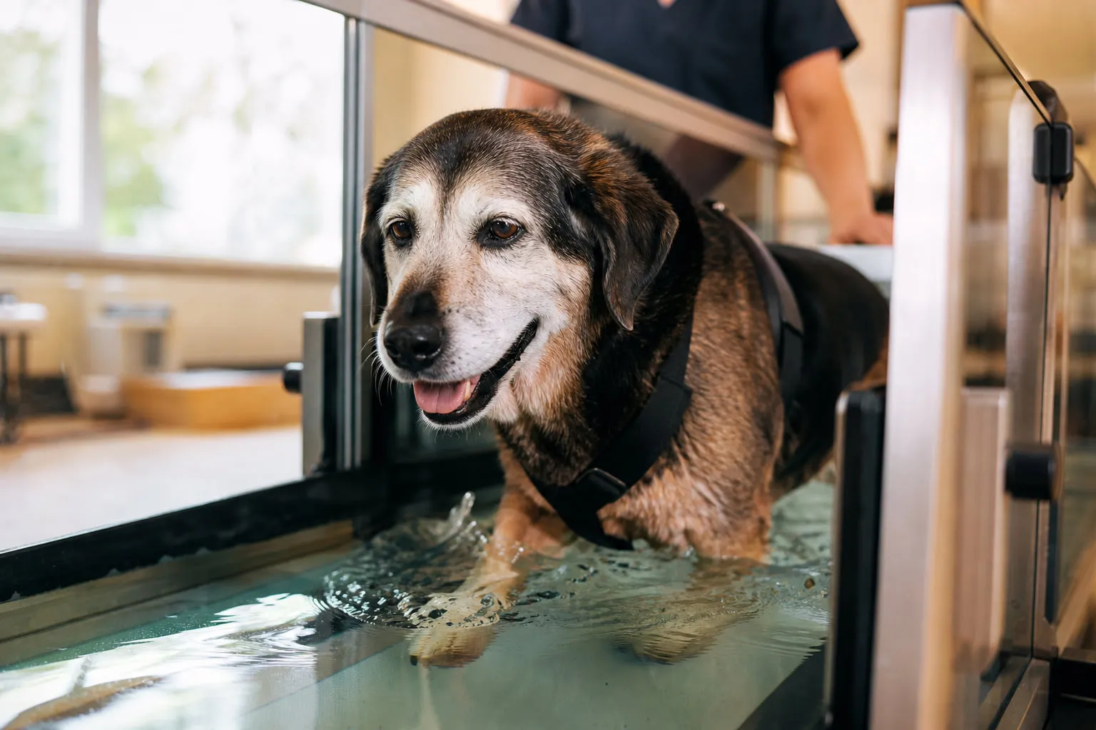 Dans l’eau claire, un chien âgé marche sur un tapis roulant de rééducation vétérinaire