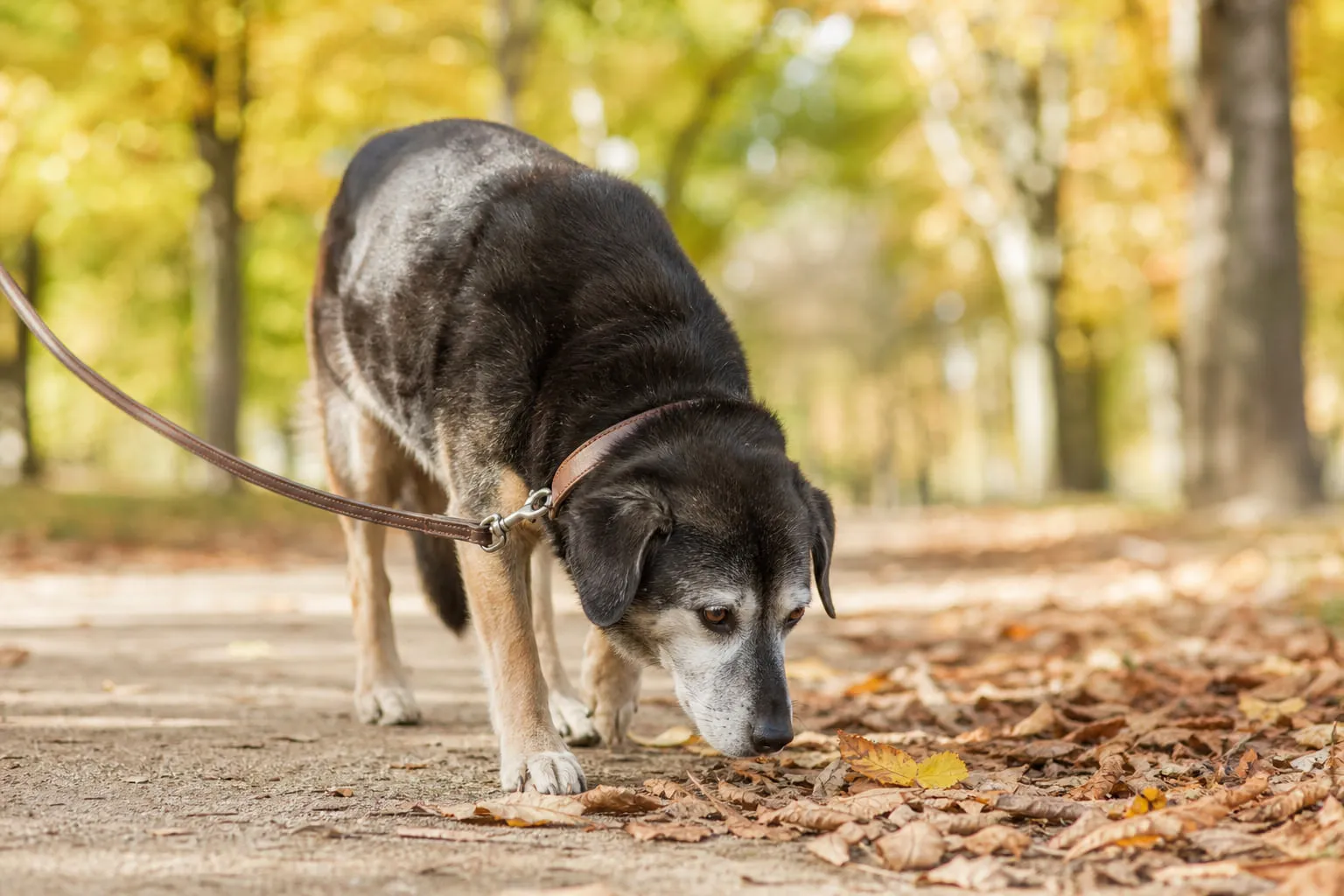 Parmi les feuilles, un chien âgé s’arrête pour renifler au parc