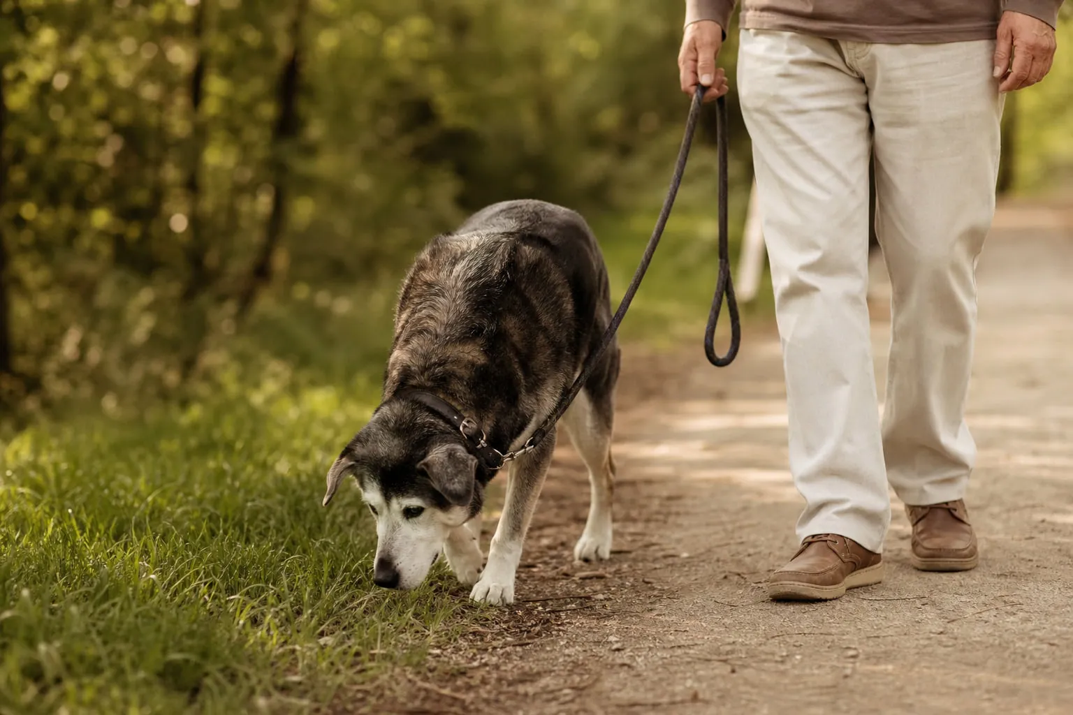 Sur un sentier ombragé, le chien sénior renifle l’herbe, son propriétaire marche à côté